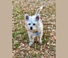 Photo of Whiskey, a Poodle (Small), Siberian Husky, Chow Chow, American Pit Bull Terrier, Chihuahua, and Mixed mix in San Antonio, Texas, USA