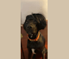 Kobe, a Dogo Argentino and Doberman Pinscher mix tested with EmbarkVet.com