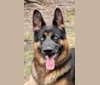 Banner, a German Shepherd Dog tested with EmbarkVet.com