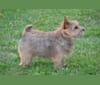 Photo of April, a Norwich Terrier 