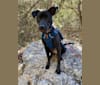 Photo of Kali, an American Bully, American Pit Bull Terrier, Chow Chow, Labrador Retriever, and Rottweiler mix in San Antonio, Texas, USA