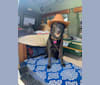 Gracie, a Labrador Retriever and Great Pyrenees mix tested with EmbarkVet.com