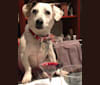 Arnold, a Russell-type Terrier and Beagle mix tested with EmbarkVet.com