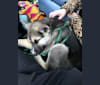 Ranger, a German Shepherd Dog and Siberian Husky mix tested with EmbarkVet.com