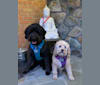 Nick, a Poodle (Standard) and Labrador Retriever mix tested with EmbarkVet.com