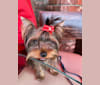 Photo of Sasha, a Yorkshire Terrier  in St Petersburg, Russia