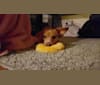 Marnie, a Chihuahua and Dachshund mix tested with EmbarkVet.com