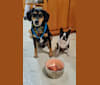 Bandit, a Beagle and German Shepherd Dog mix tested with EmbarkVet.com