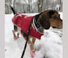Elvis, a Beagle tested with EmbarkVet.com