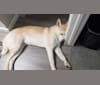 Photo of Spencer, an Akita, Siberian Husky, German Shepherd Dog, and Chow Chow mix in Pomona, California, USA
