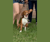 Ranger, a Beagle tested with EmbarkVet.com