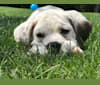 Brody, a Bulldog and Basset Hound mix tested with EmbarkVet.com