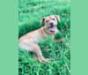 Photo of Piper, an American Pit Bull Terrier, Chihuahua, and Golden Retriever mix in Sand Springs, Oklahoma, USA