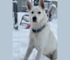 Photo of Apollo, a German Shepherd Dog, Maremma Sheepdog, and Great Pyrenees mix in White, South Dakota, USA