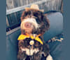 Photo of Bolo, an English Springer Spaniel, Poodle (Standard), and Poodle (Small) mix in Anderson, IN, USA