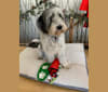 Hattie Ann Lacey, an Australian Cattle Dog and Old English Sheepdog mix tested with EmbarkVet.com