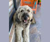 Photo of PELOS, a Poodle (Small), German Shepherd Dog, and Mixed mix in Bogotá, Bogotá, Colombia
