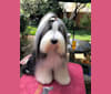 Mae (Pentangle Skirts In The Dirt), a Bearded Collie tested with EmbarkVet.com