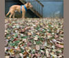 Photo of Strike, an American Pit Bull Terrier, Chow Chow, German Shepherd Dog, and Miniature/MAS-type Australian Shepherd mix in Georgia, USA