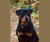 Burkhardt, a Rottweiler tested with EmbarkVet.com