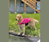 Alita, a Golden Retriever tested with EmbarkVet.com