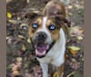 Photo of Thor, a Boston Terrier, Siberian Husky, and Mixed mix in Newport, TN, USA