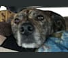 Roadie, a Labrador Retriever and Rottweiler mix tested with EmbarkVet.com