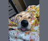 Rosie, a Beagle and Golden Retriever mix tested with EmbarkVet.com