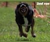 Mac-Arthur, an Australian Shepherd and American Pit Bull Terrier mix tested with EmbarkVet.com