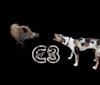 Maze, a Catahoula Leopard Dog tested with EmbarkVet.com