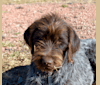 Luna, a Wirehaired Pointing Griffon tested with EmbarkVet.com