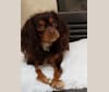 Diamond, a Cavalier King Charles Spaniel tested with EmbarkVet.com