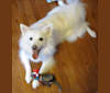 Photo of Orion Odell, an American Eskimo Dog  in Rolla, Missouri, USA