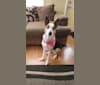Sadie, a German Shepherd Dog tested with EmbarkVet.com