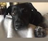 Hollie, a Labrador Retriever and Australian Cattle Dog mix tested with EmbarkVet.com