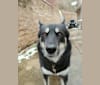 Olivia, a Siberian Husky and German Shepherd Dog mix tested with EmbarkVet.com