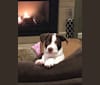 Gunnar, an American Pit Bull Terrier and Boxer mix tested with EmbarkVet.com