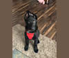 Wren, a German Shepherd Dog tested with EmbarkVet.com