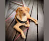 Louie, a Western European Village Dog tested with EmbarkVet.com