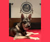 Photo of KAI, a Siberian Husky, Alaskan Malamute, and German Shepherd Dog mix in North Carolina, USA