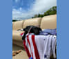 Brady, a Labrador Retriever and American Pit Bull Terrier mix tested with EmbarkVet.com