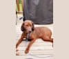 Banjo, a Redbone Coonhound tested with EmbarkVet.com