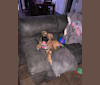 Diego, a Mastiff and German Shepherd Dog mix tested with EmbarkVet.com