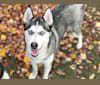 Kenzie Mae, a Siberian Husky and German Shepherd Dog mix tested with EmbarkVet.com