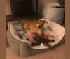 Bernard, a Chihuahua and Miniature Schnauzer mix tested with EmbarkVet.com