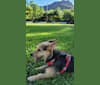 Makani, a Chihuahua and Miniature Pinscher mix tested with EmbarkVet.com