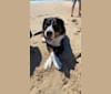 River, a Greater Swiss Mountain Dog tested with EmbarkVet.com