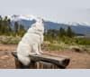 Zeus, an American Eskimo Dog tested with EmbarkVet.com