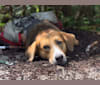 Summit, a German Shepherd Dog and Labrador Retriever mix tested with EmbarkVet.com