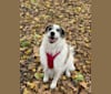 Serenity, a Great Pyrenees and Rottweiler mix tested with EmbarkVet.com